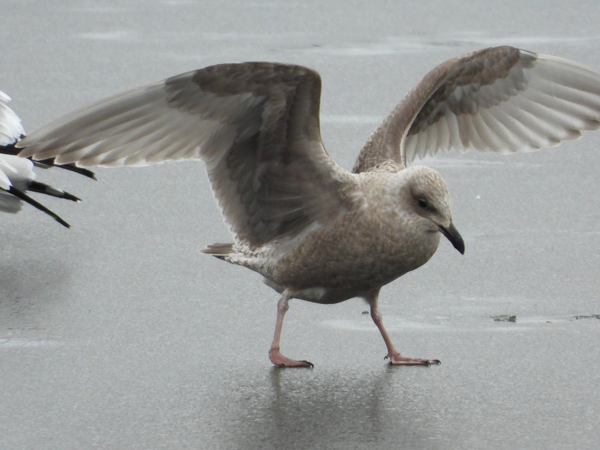 Iceland Gull (Thayer's) - Samuel Belley