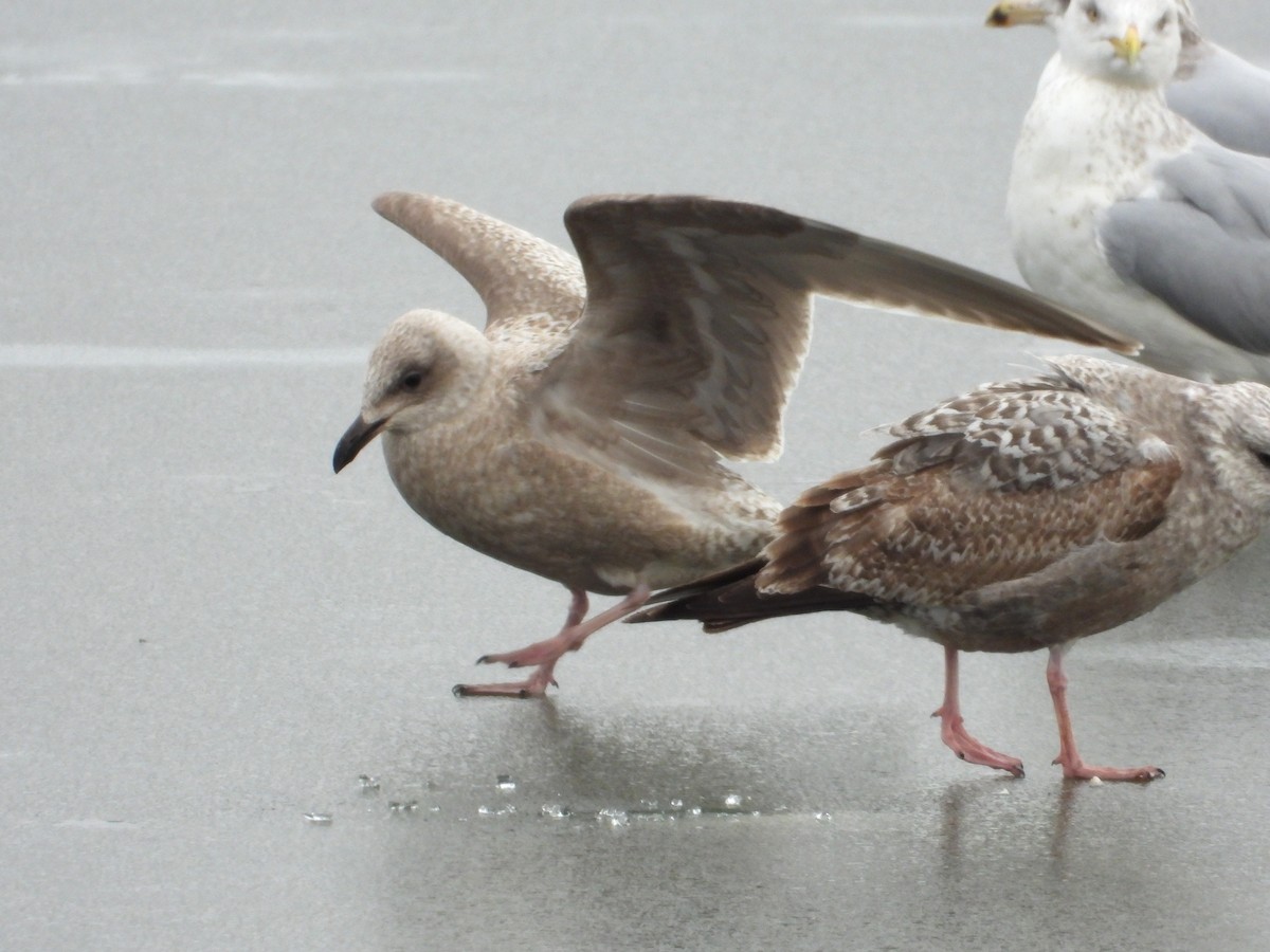 Iceland Gull (Thayer's) - Samuel Belley