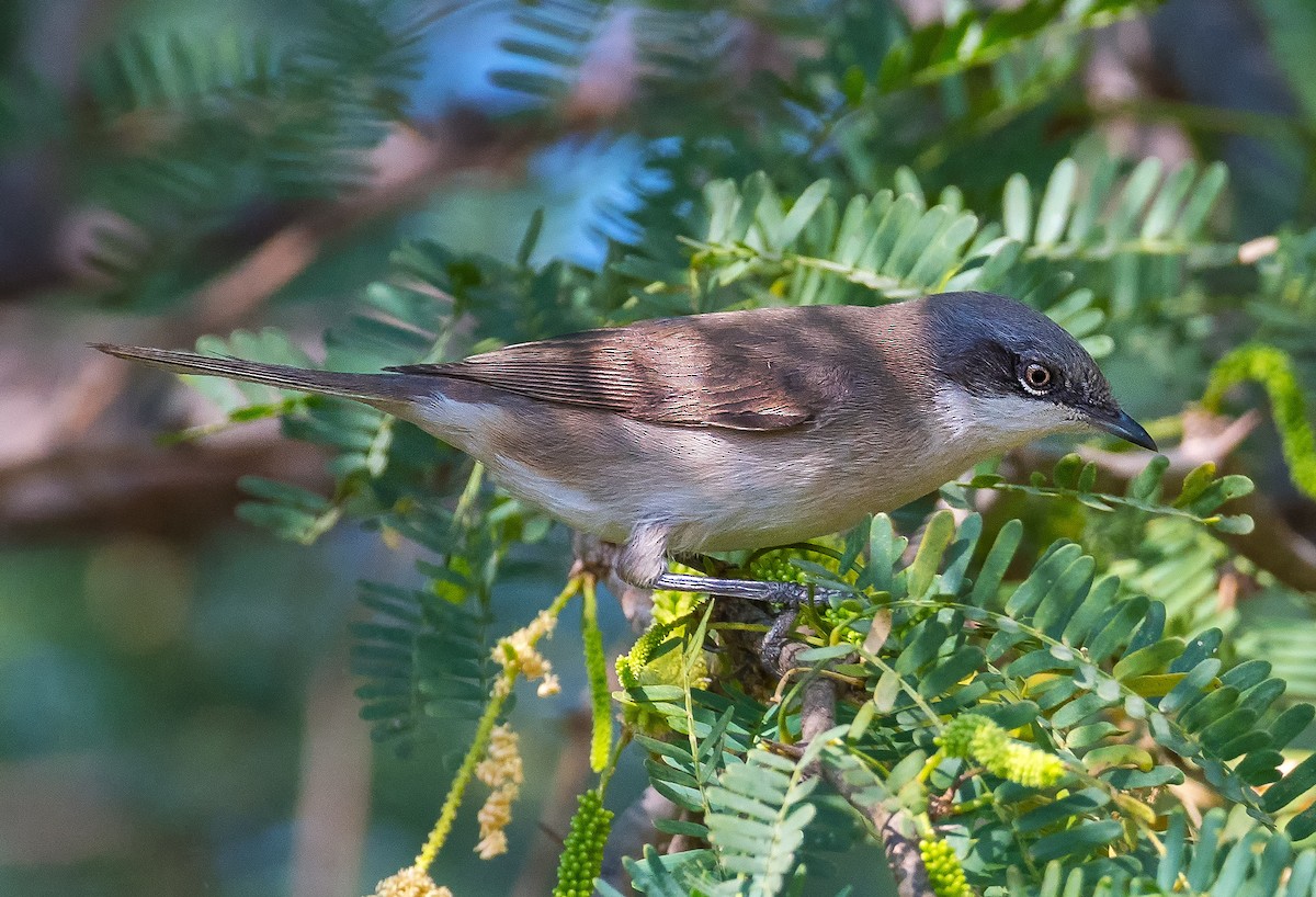 Curruca Zarcerilla - ML614256088