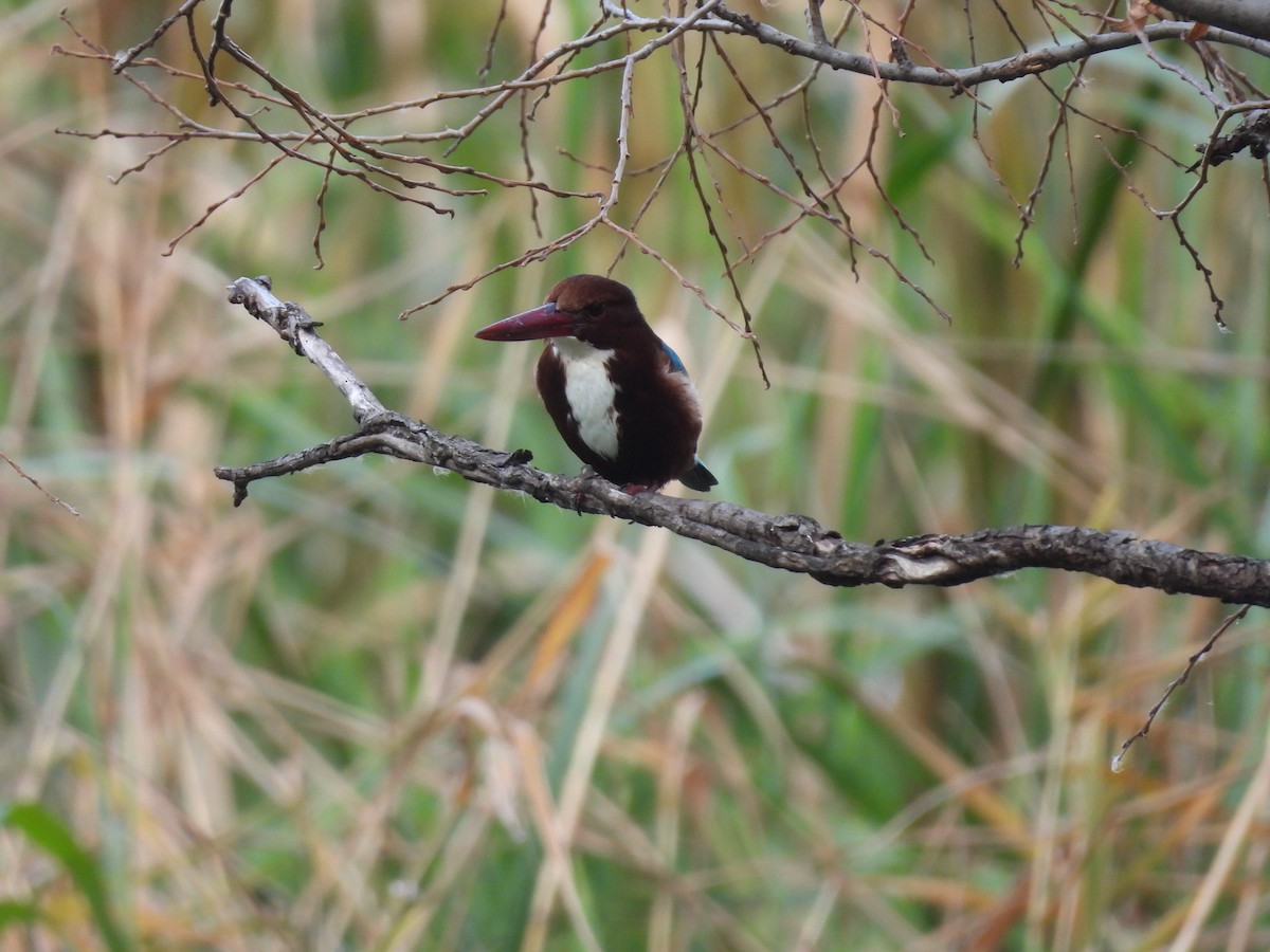 White-throated Kingfisher - ML614256116