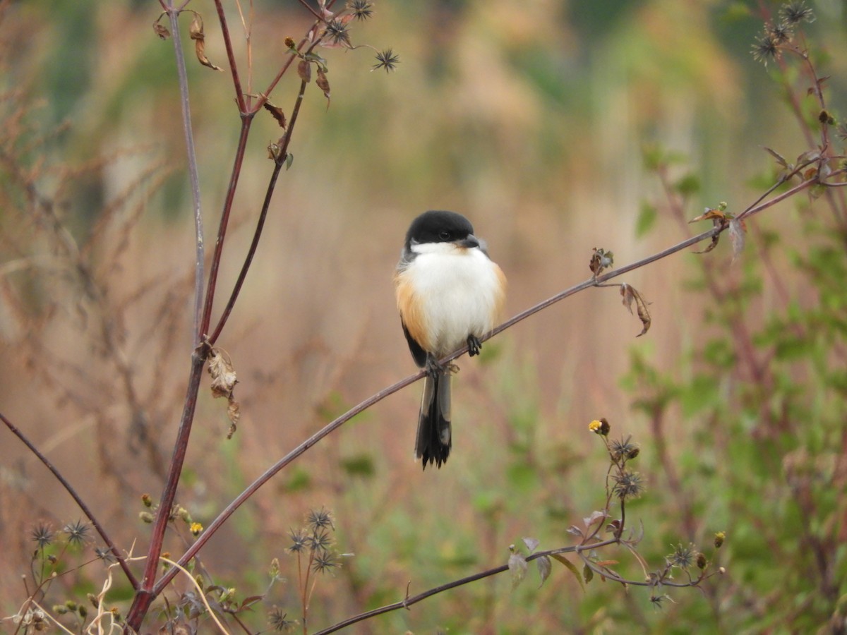 Long-tailed Shrike - ML614256123