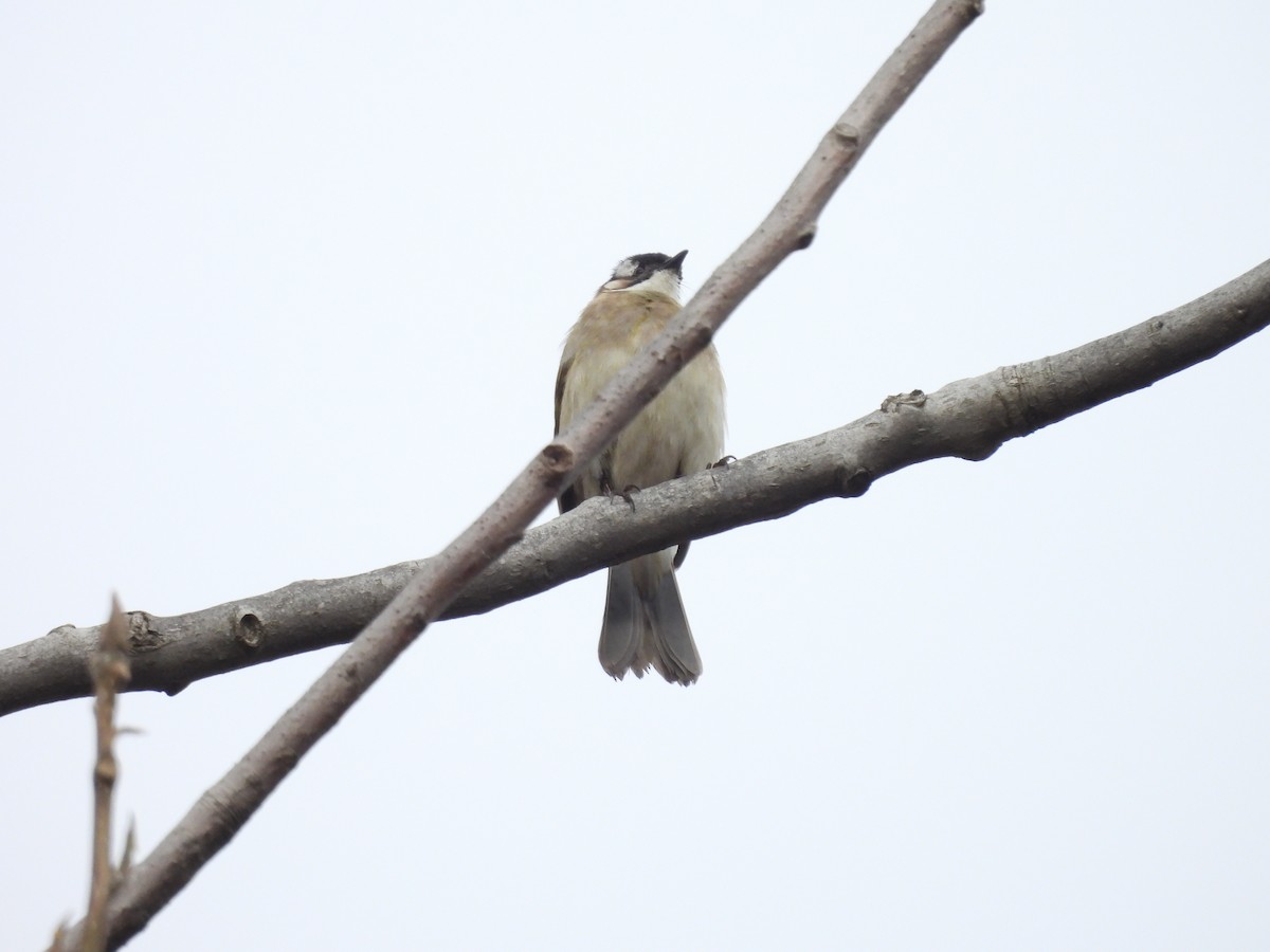 Light-vented Bulbul - ML614256133