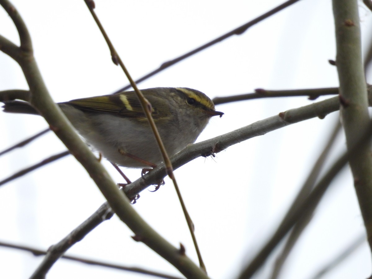 Pallas's Leaf Warbler - ML614256141