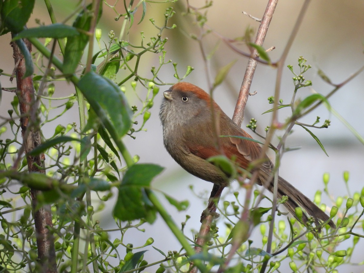 Ashy-throated Parrotbill - ML614256145