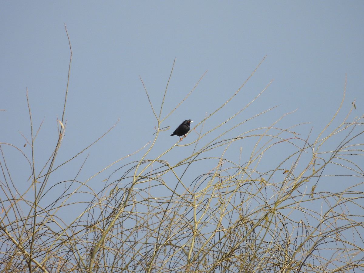 Crested Myna - ML614256159