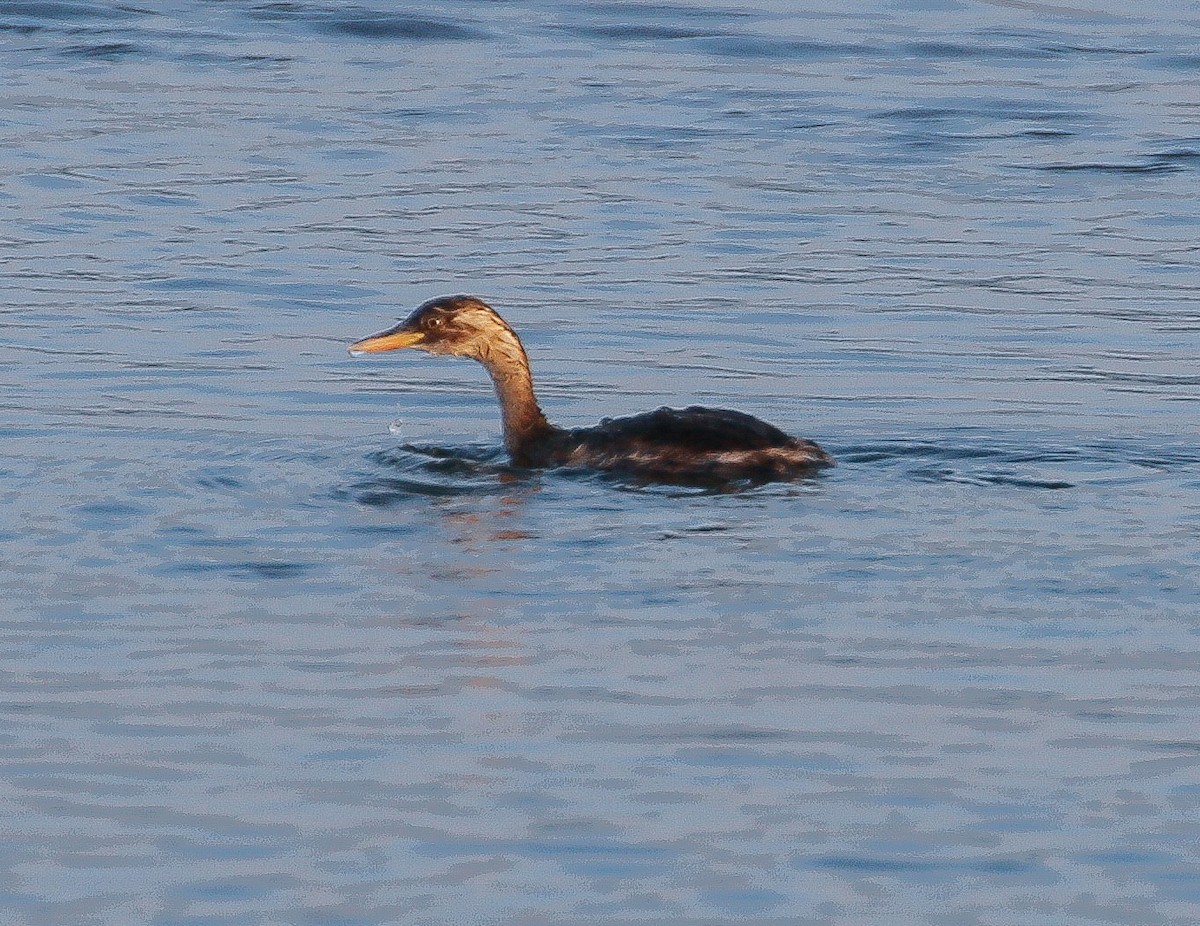 Little Grebe - Neoh Hor Kee