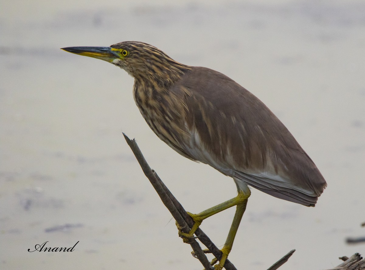 Indian Pond-Heron - ML614256263