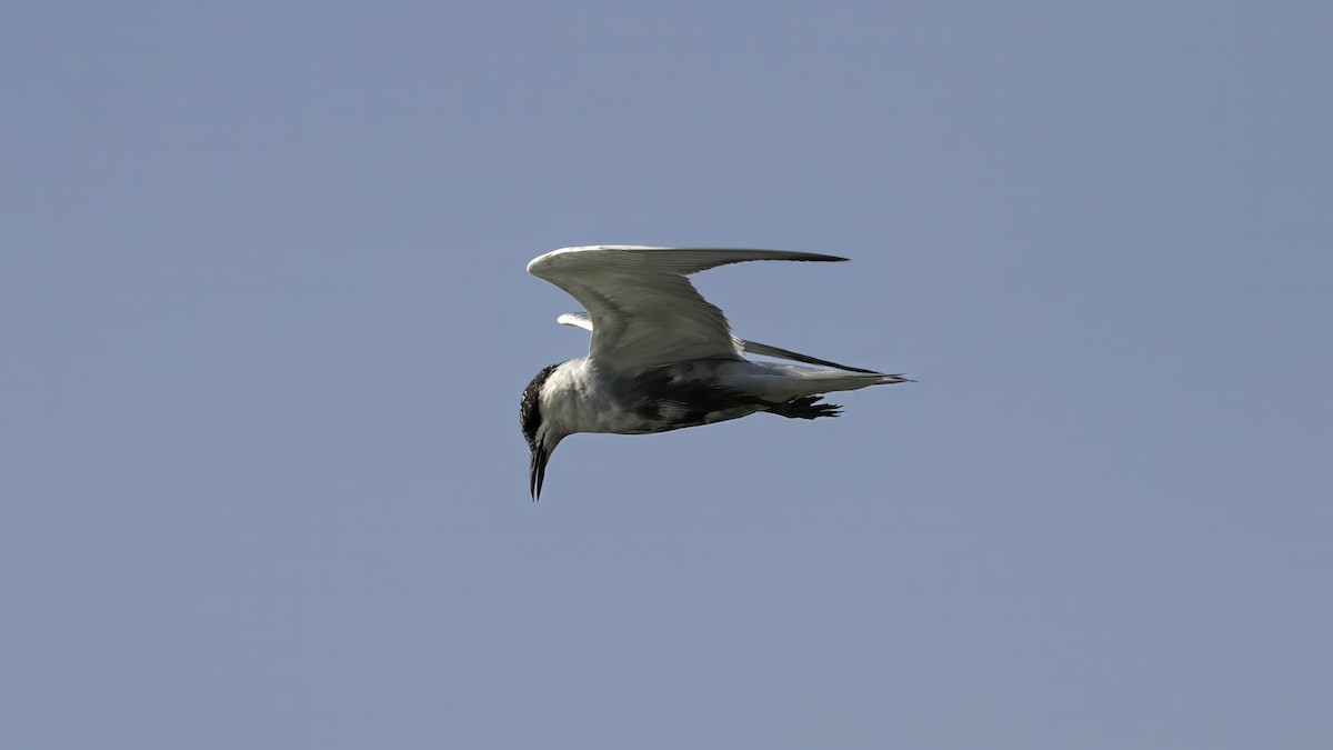 Weißbart-Seeschwalbe - ML614256272