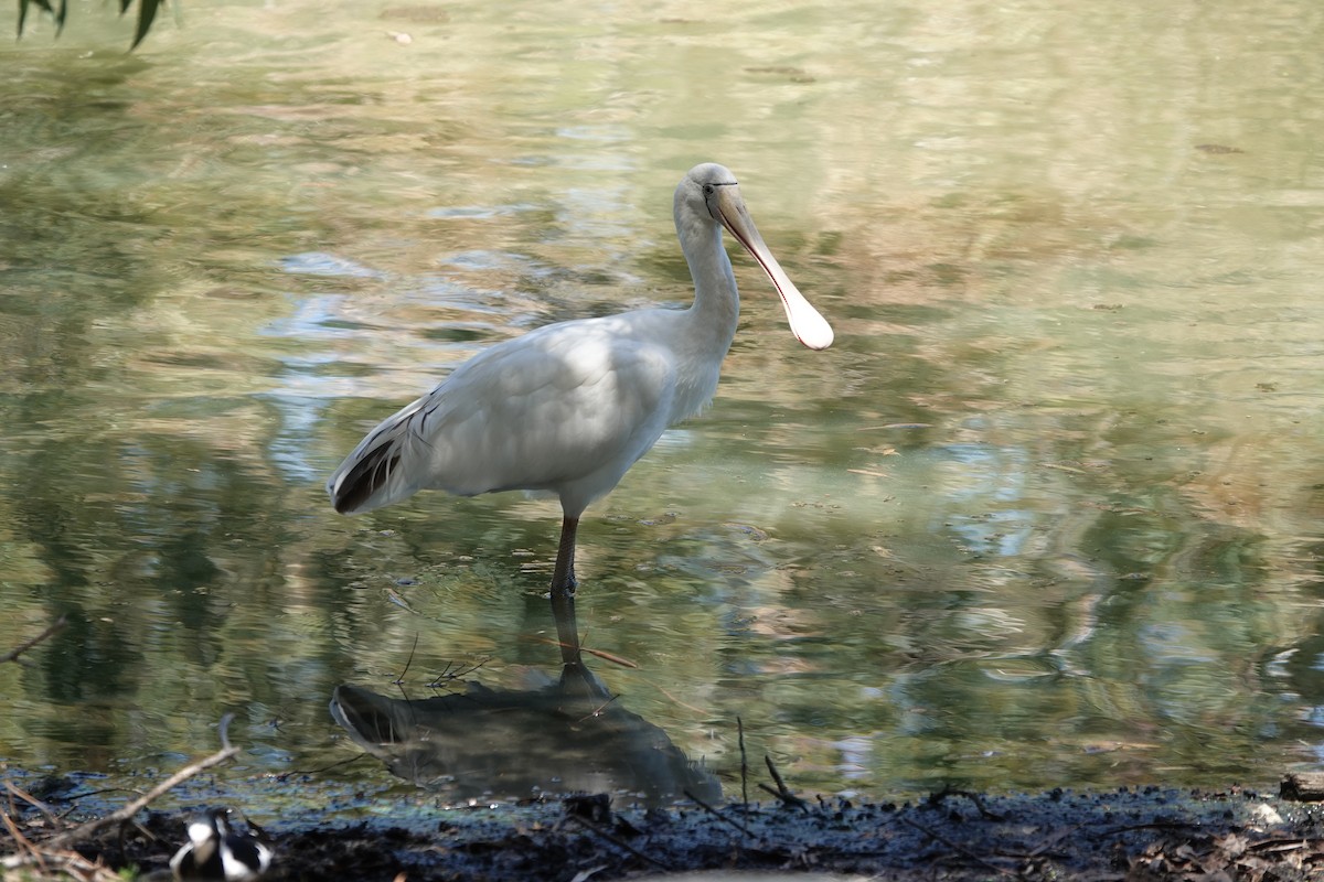 Yellow-billed Spoonbill - ML614256312