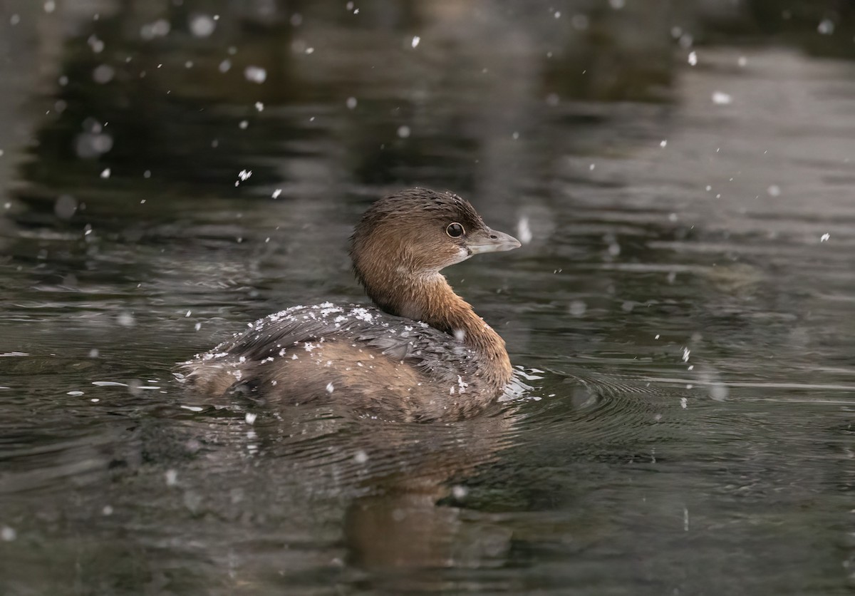 Pied-billed Grebe - ML614256320