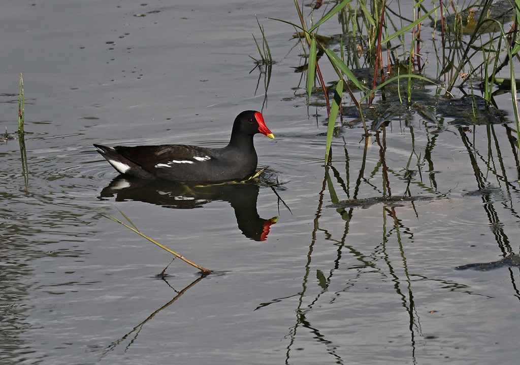 Eurasian Moorhen - ML614256327