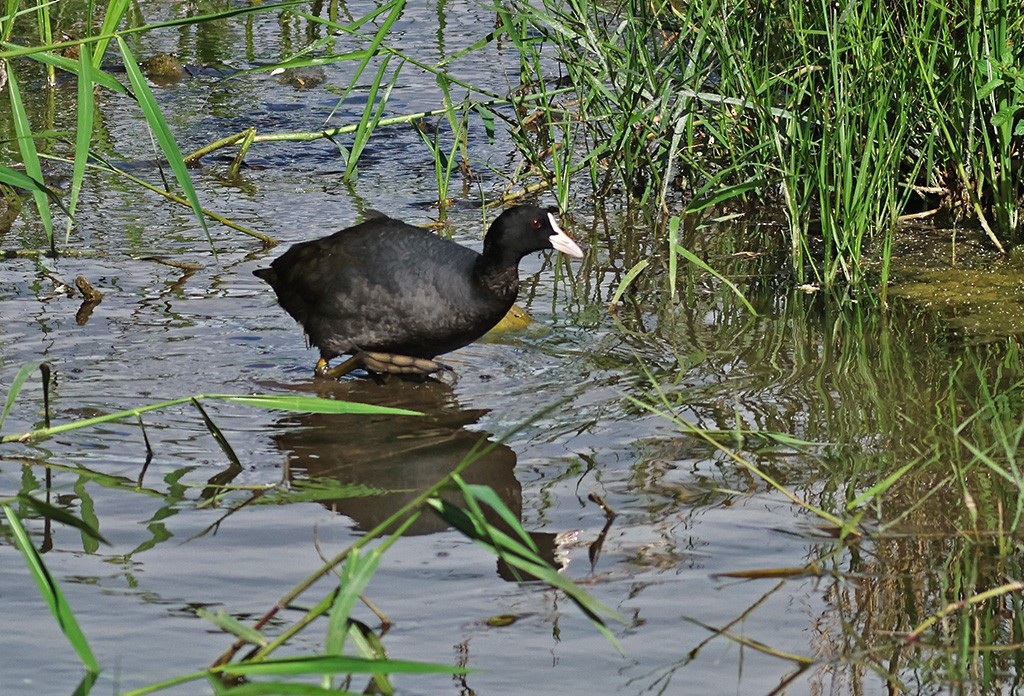 Eurasian Coot - ML614256332