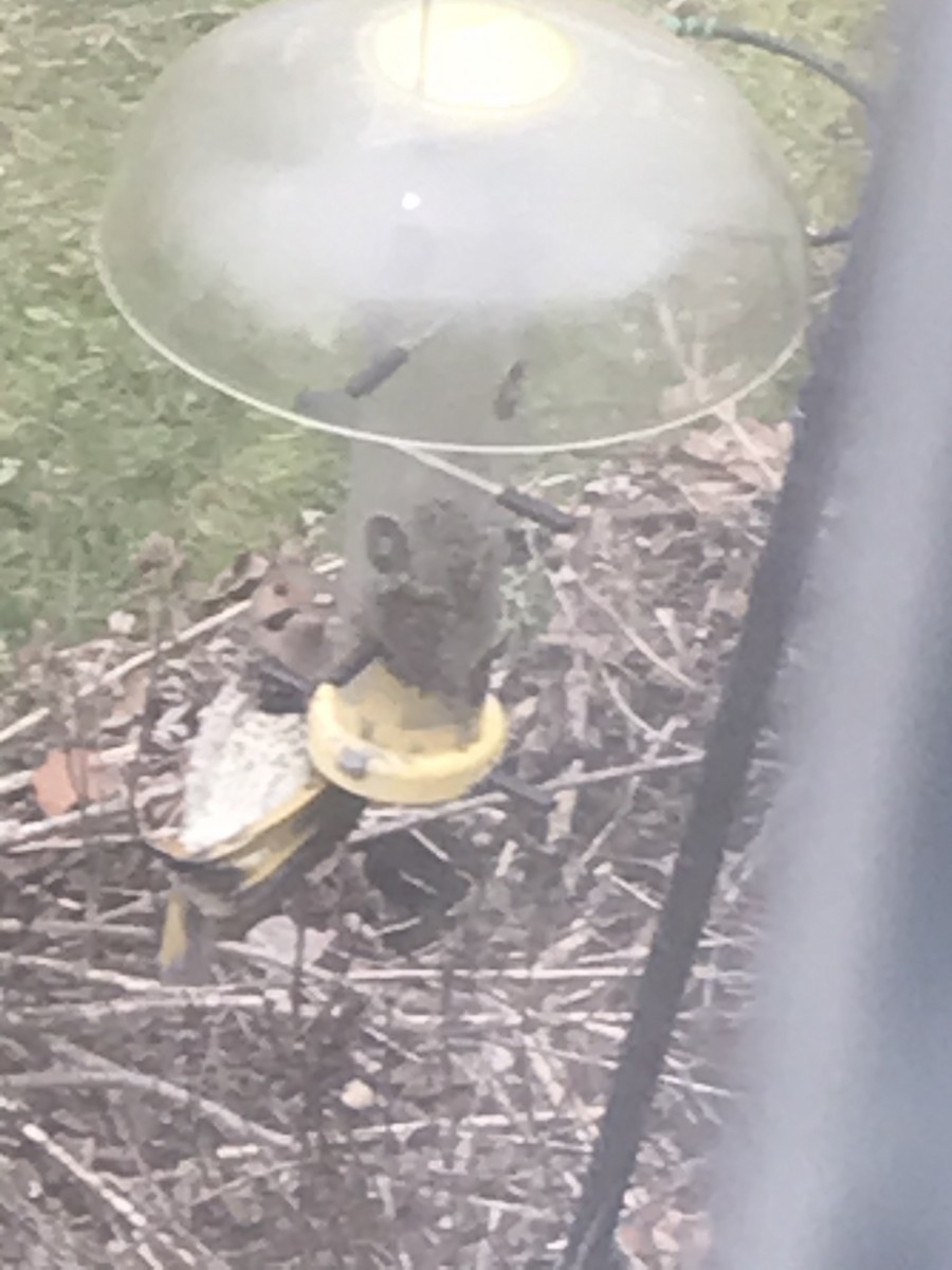 Northern Flicker (Yellow-shafted) - Joe Papp