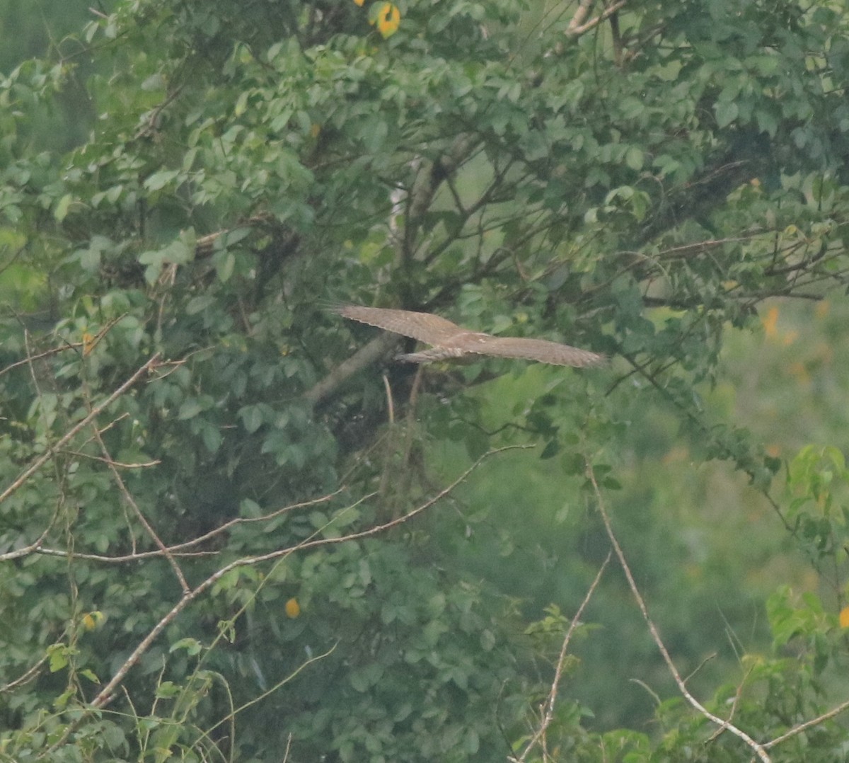 Shikra - Afsar Nayakkan