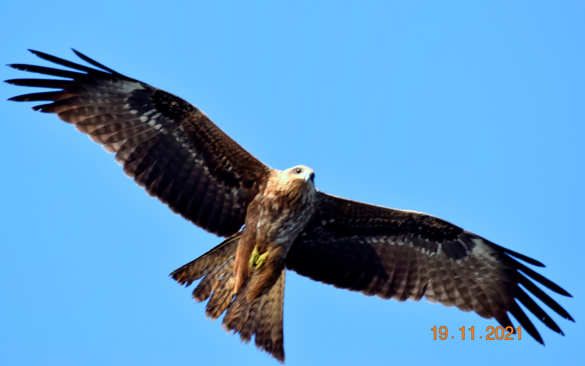 svartglente - ML614256452