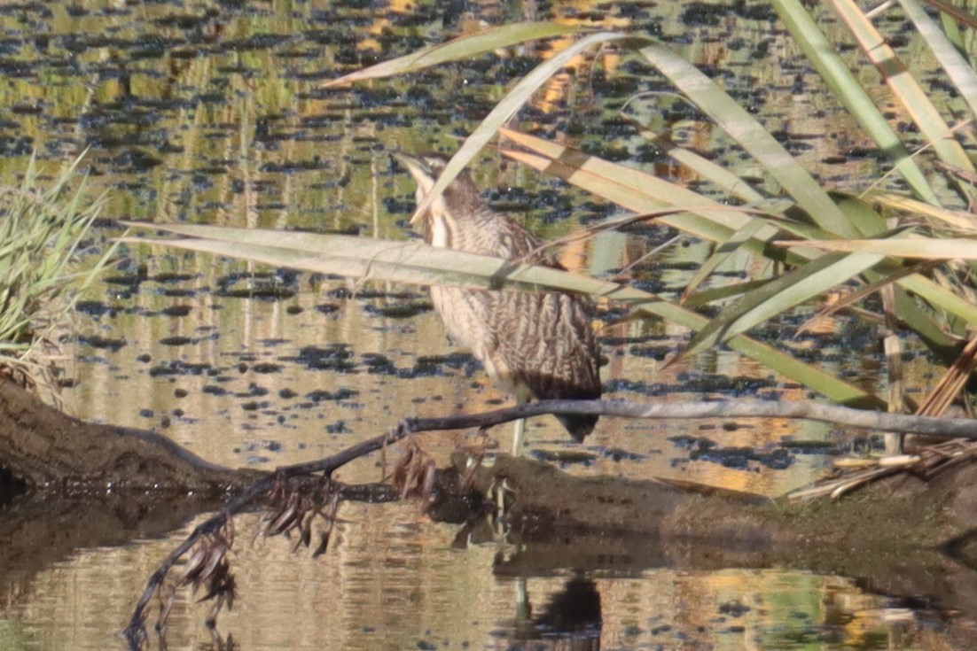 Australasian Bittern - ML614256481