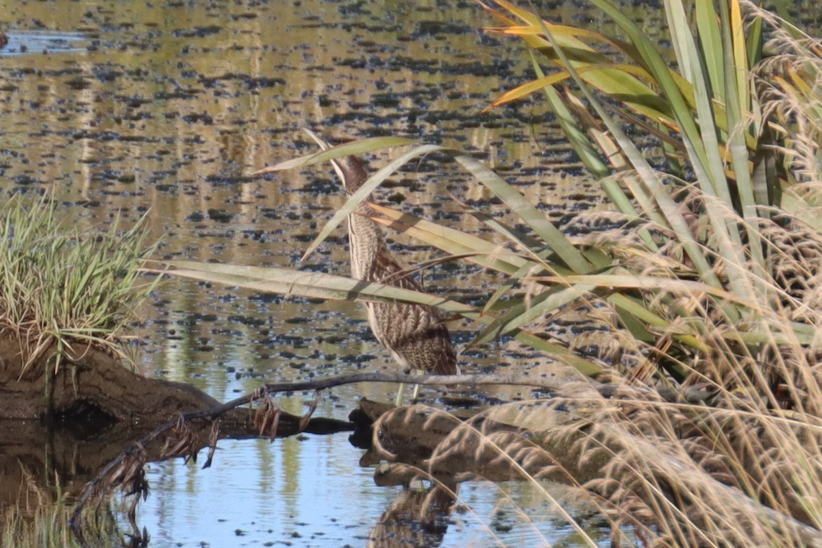 Australasian Bittern - ML614256482