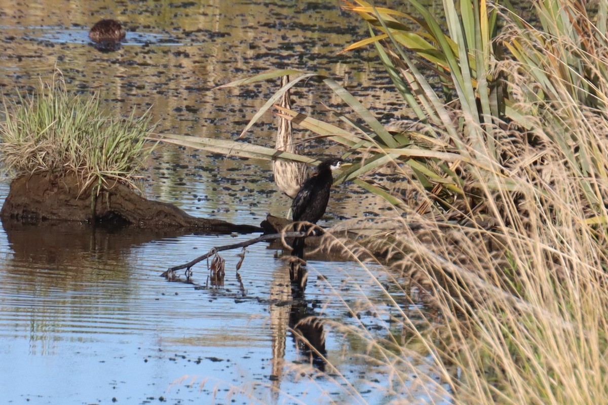 Australasian Bittern - ML614256484