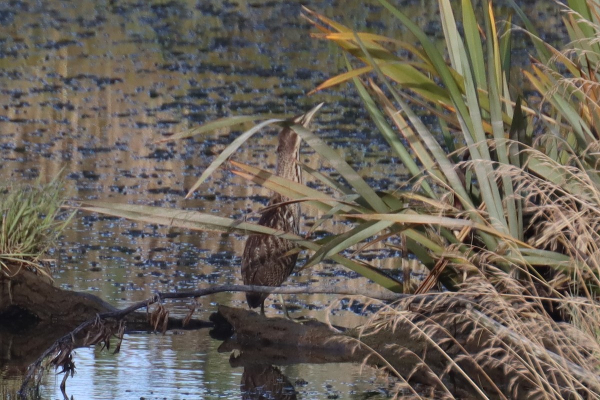 Australasian Bittern - ML614256485