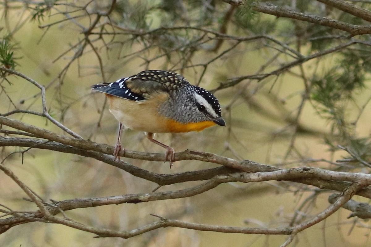 Spotted Pardalote - ML614256492