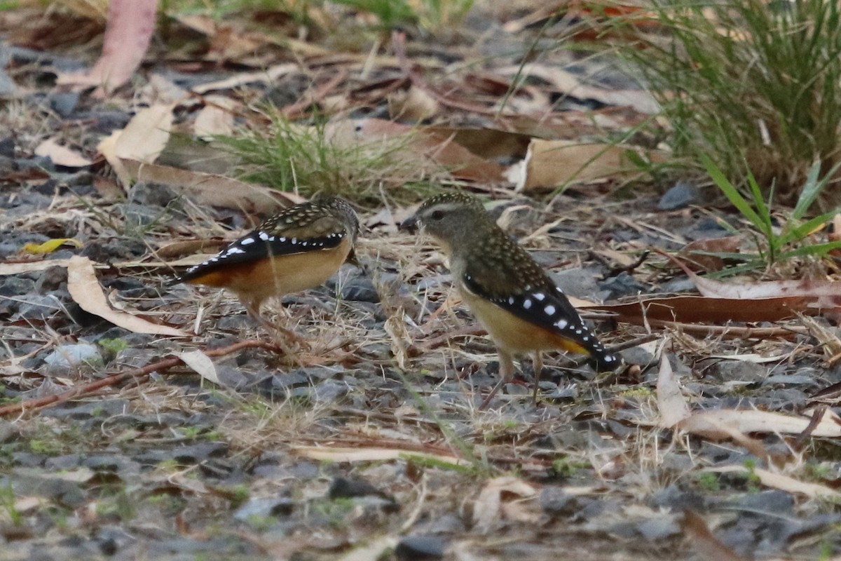Spotted Pardalote - ML614256494