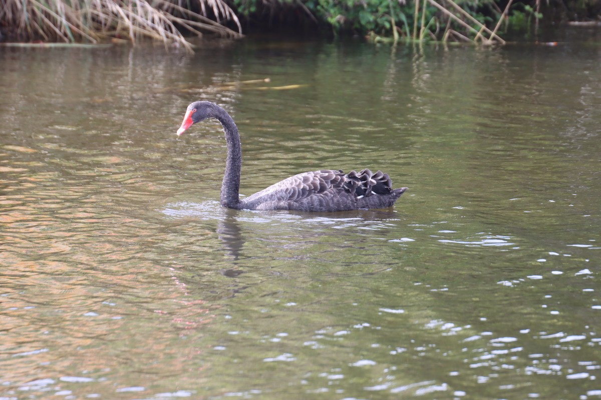 Black Swan - ML614256580