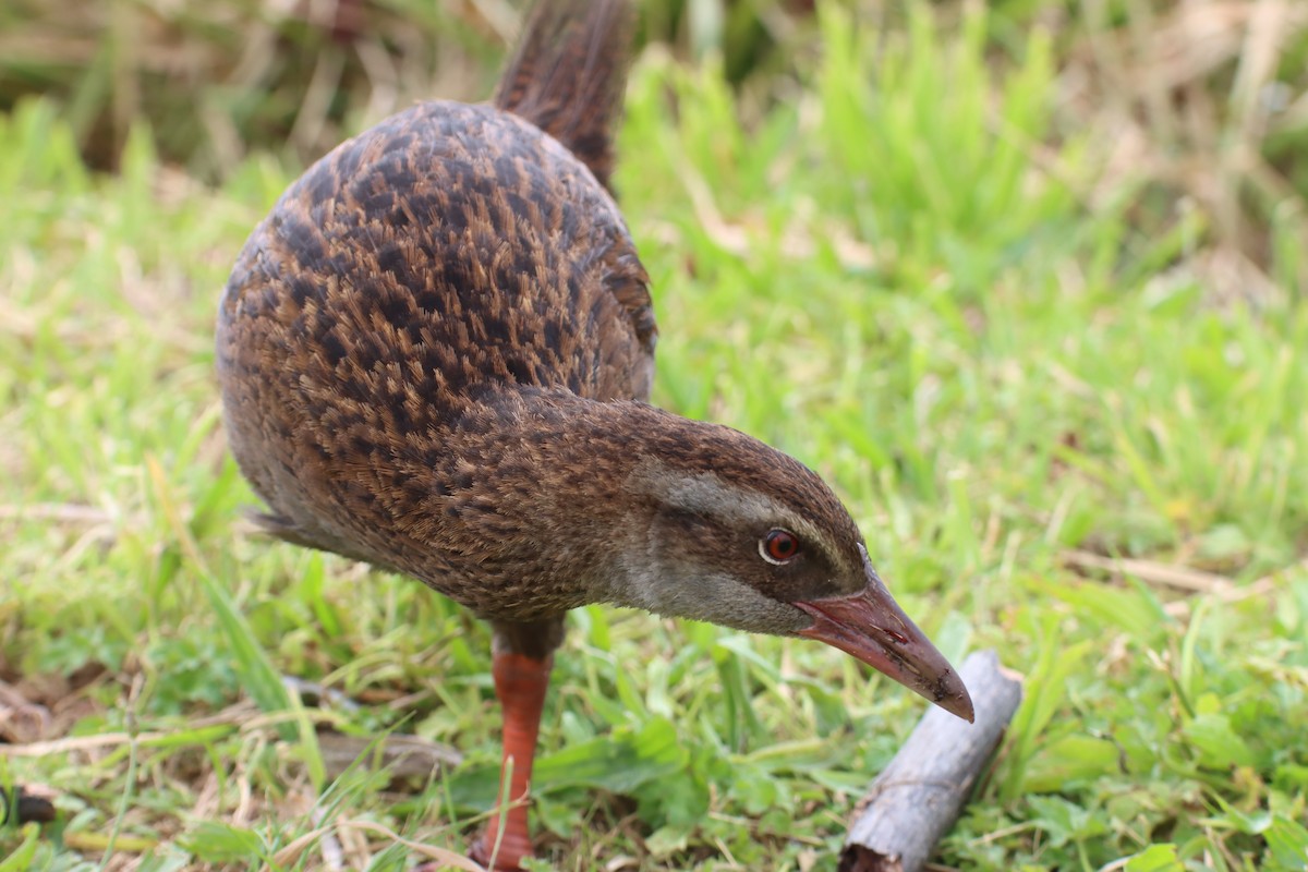 Weka - Kathy Mihm Dunning