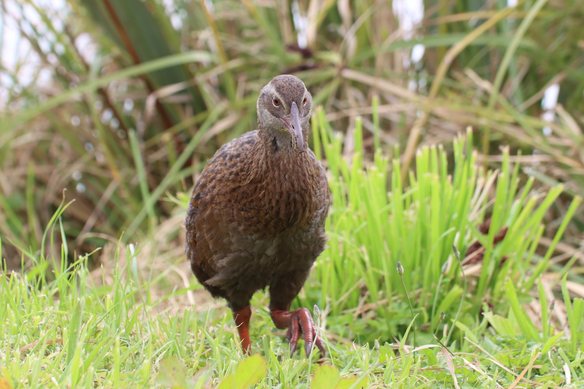 Weka - Kathy Mihm Dunning