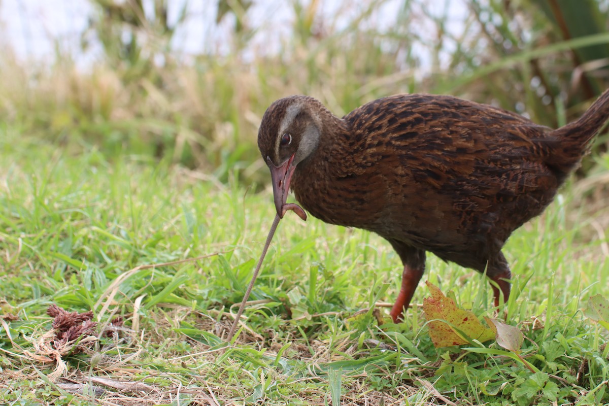 Weka - Kathy Mihm Dunning