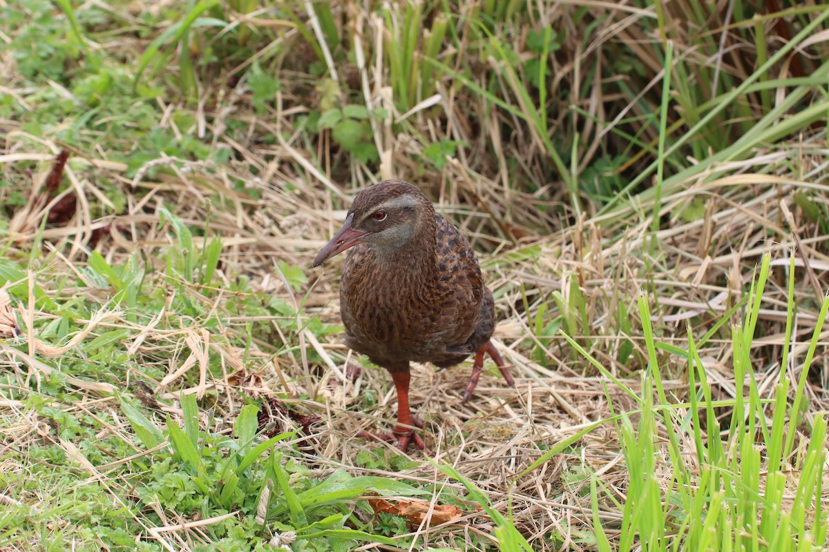 Weka - Kathy Mihm Dunning