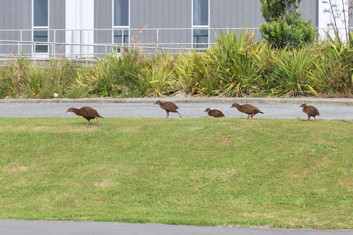 Weka - Kathy Mihm Dunning