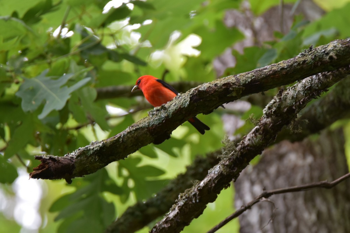 Scarlet Tanager - ML61425671