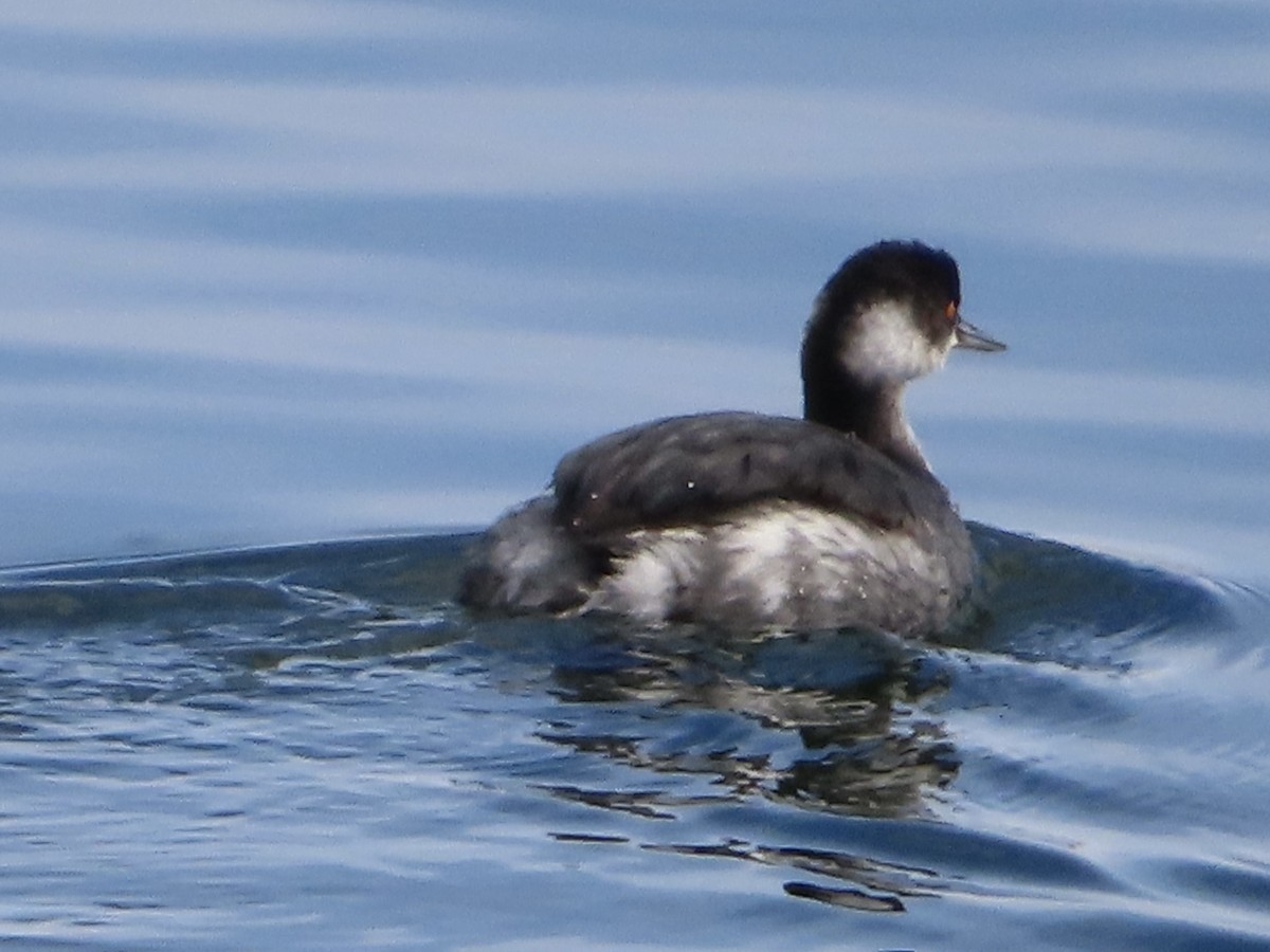 Eared Grebe - Art Hudak