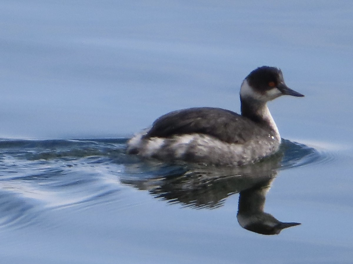 Eared Grebe - ML614256755