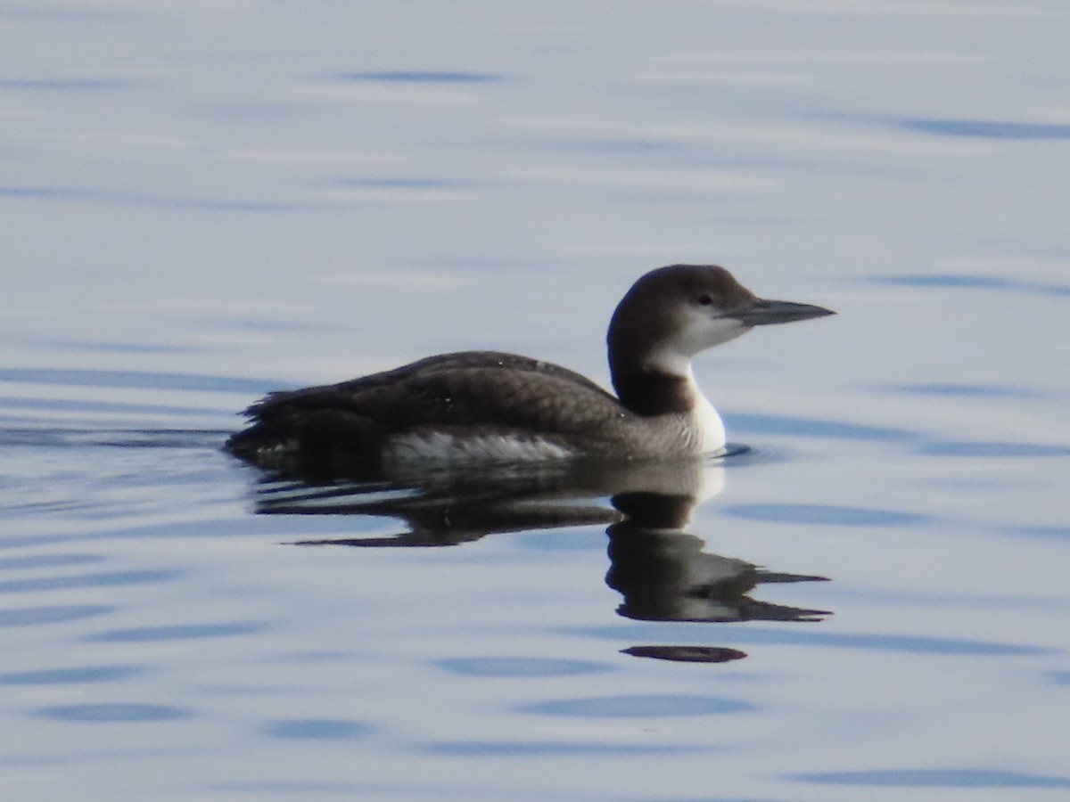 Common Loon - Art Hudak