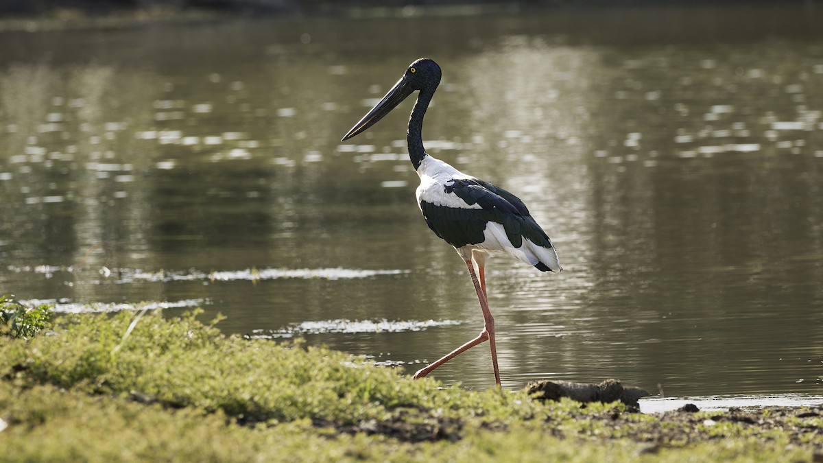 Black-necked Stork - Markus Craig