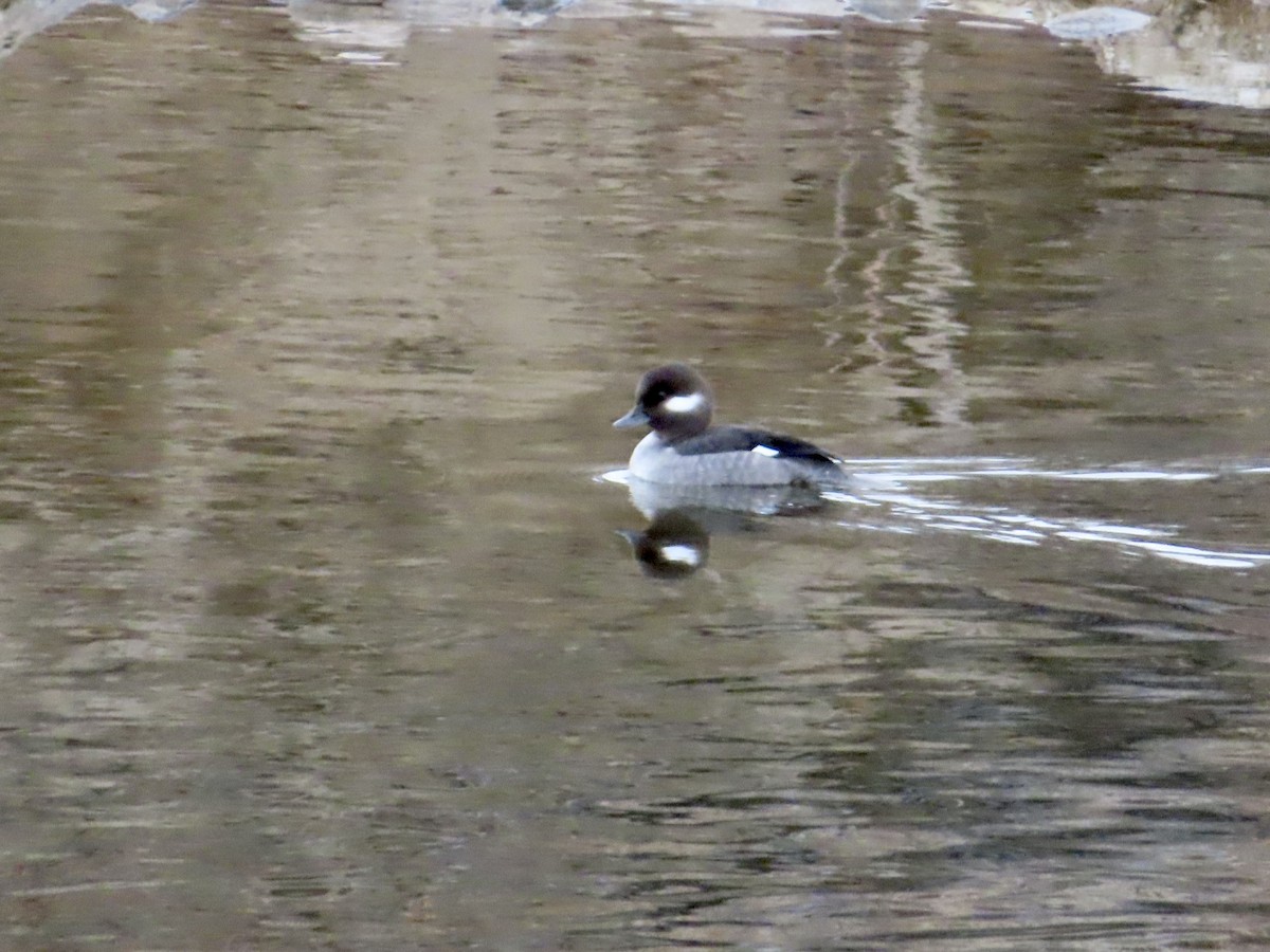 Bufflehead - ML614256825