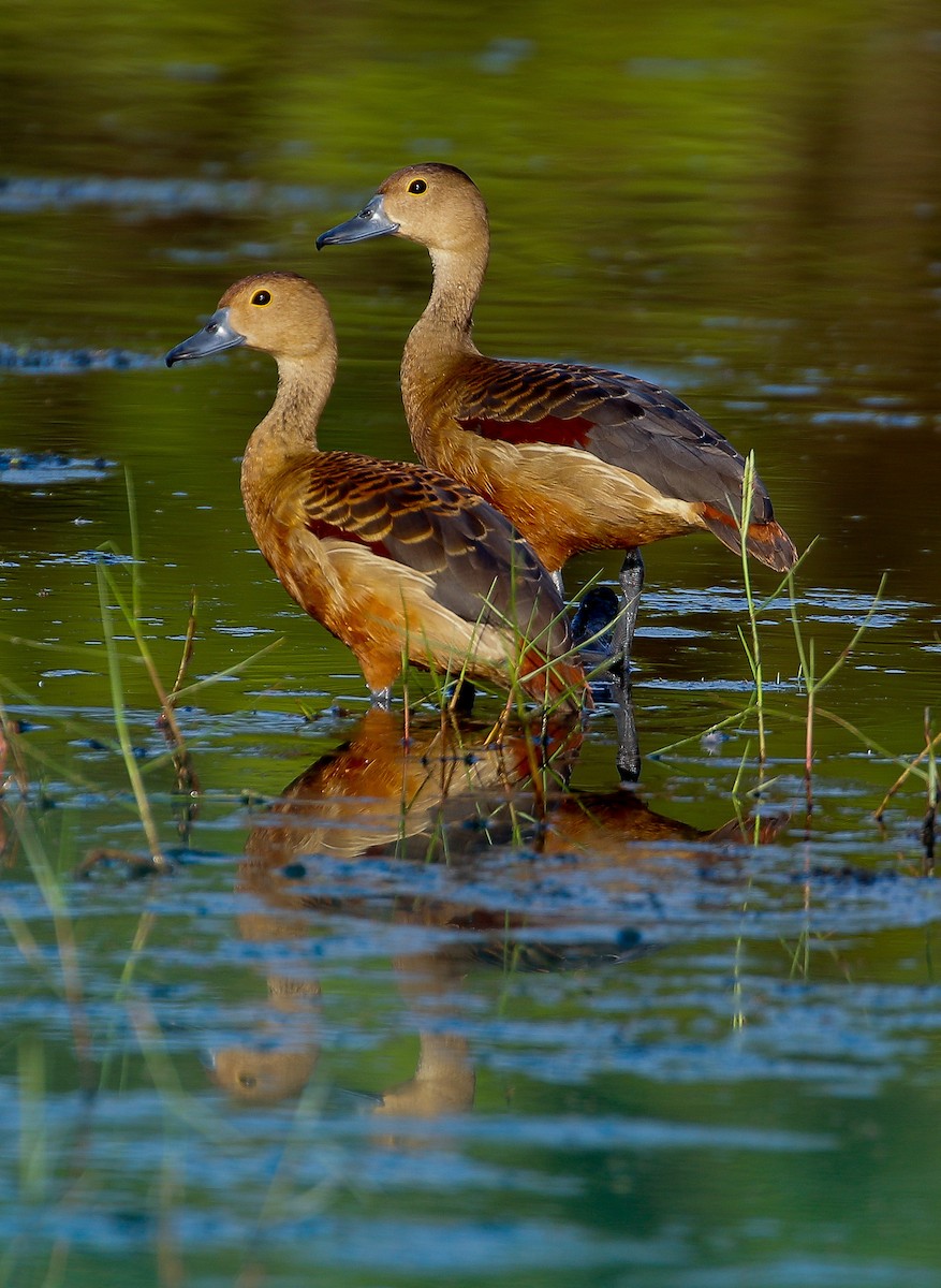 Lesser Whistling-Duck - ML614256883