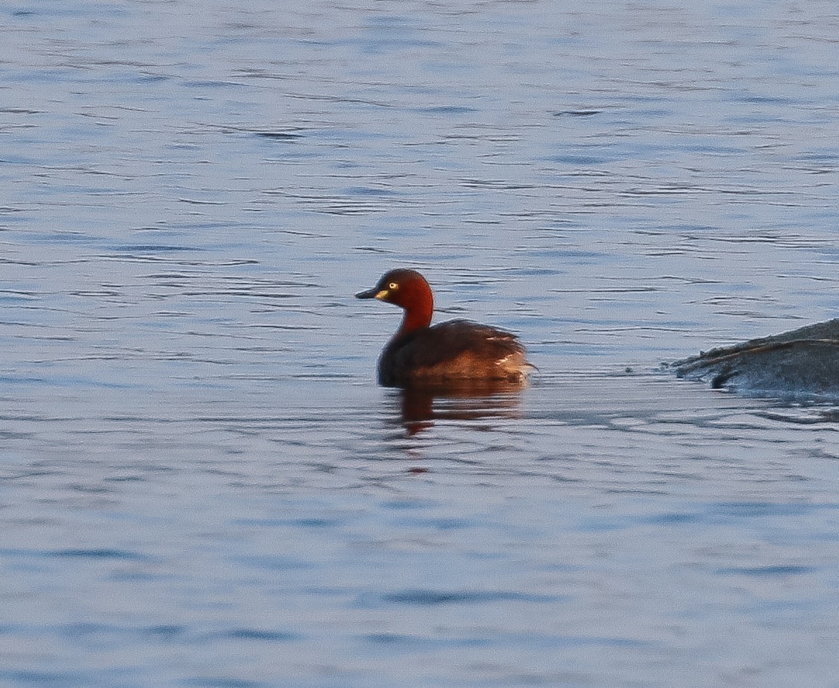 Little Grebe - ML614256885