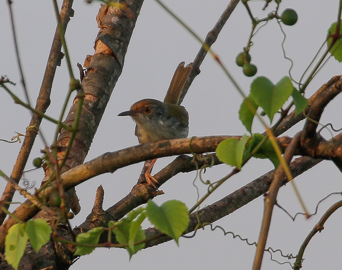 Rotstirn-Schneidervogel - ML614256908