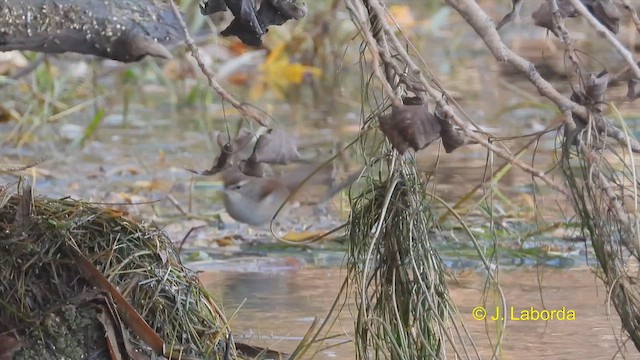 Cetti's Warbler - ML614256951