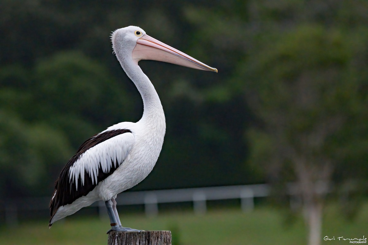 Australian Pelican - ML614257017