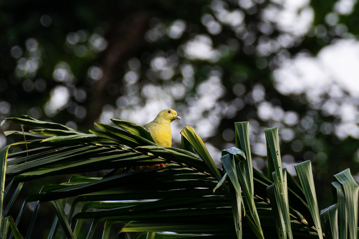 green-pigeon sp. - Murugan Anantharaman