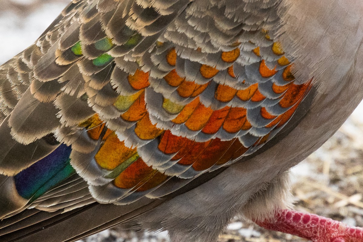 holub bronzovokřídlý - ML614257134