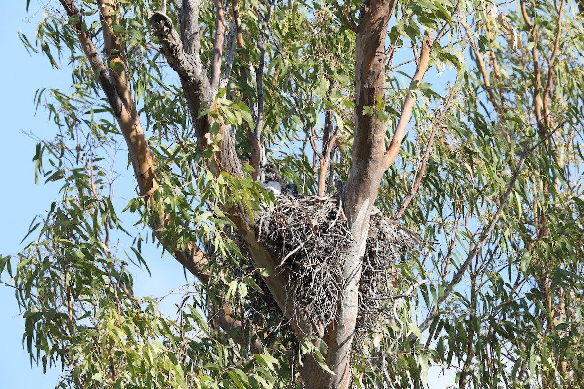 Black Falcon - ML614257153