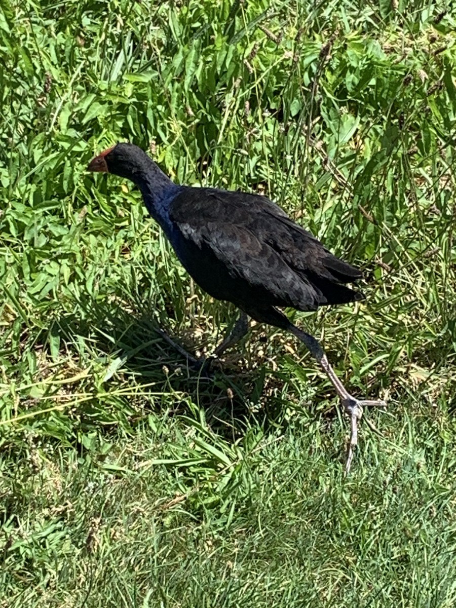 Australasian Swamphen - ML614257301