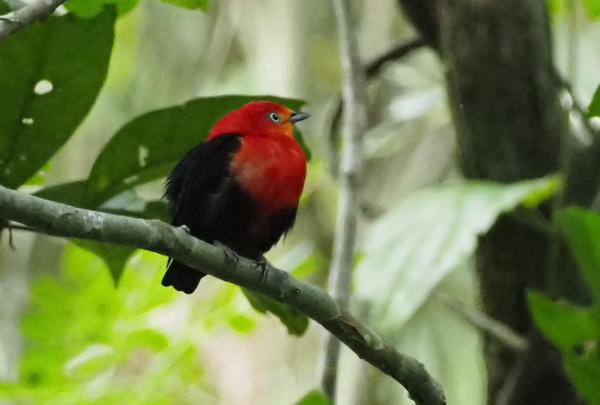 Crimson-hooded Manakin - ML614257338