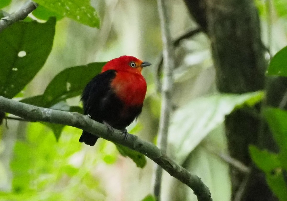 Crimson-hooded Manakin - Simon RB Thompson