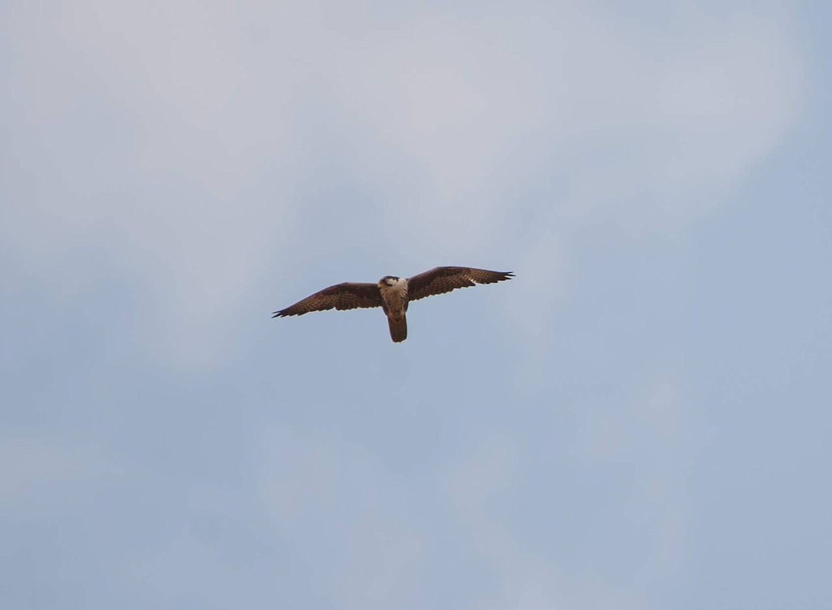 Laggar Falcon - ML614257343