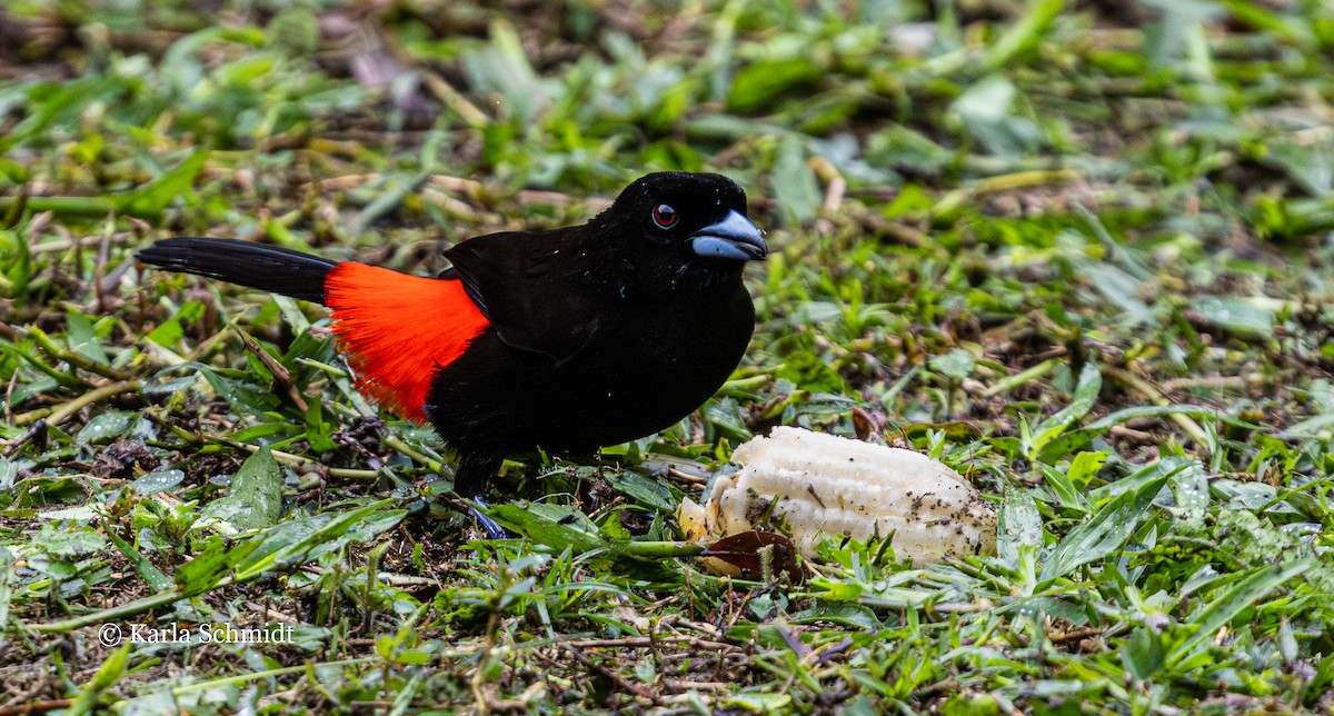 Scarlet-rumped Tanager - Karla Schmidt